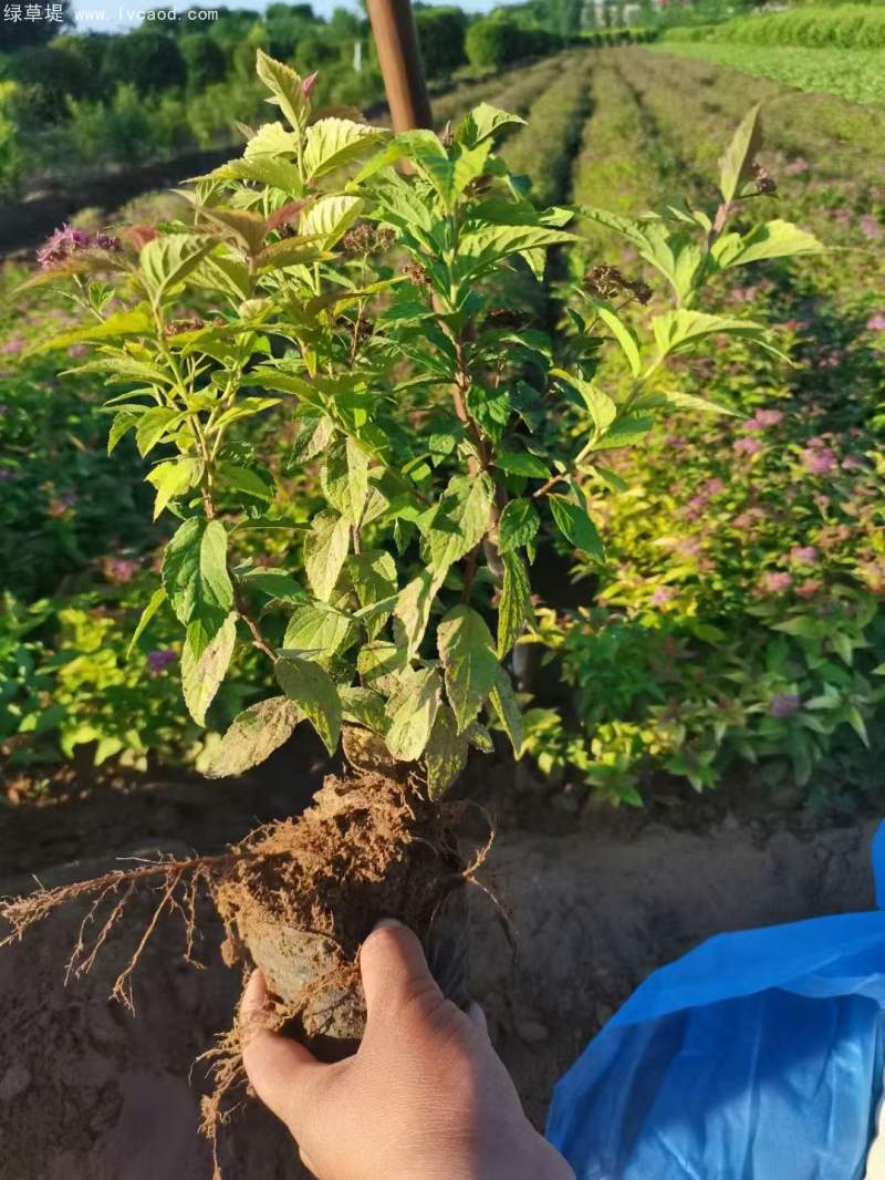繡線菊 繡線菊