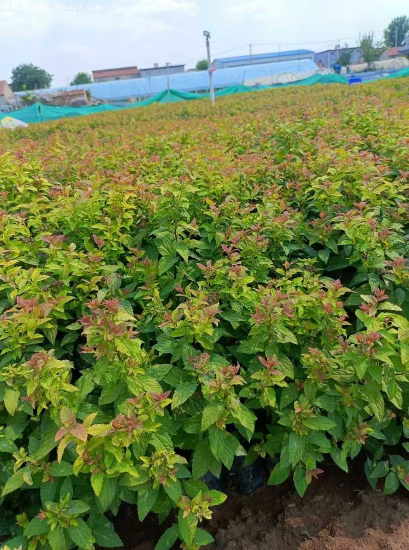 繡線菊 繡線菊