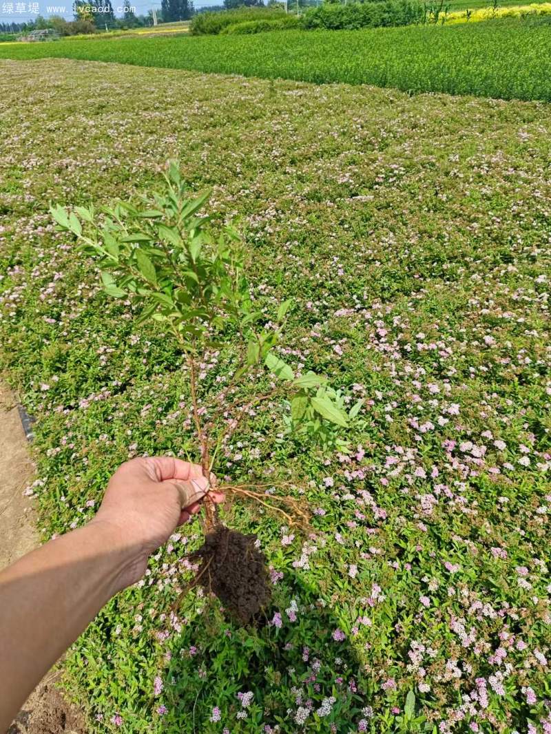 繡線菊 繡線菊