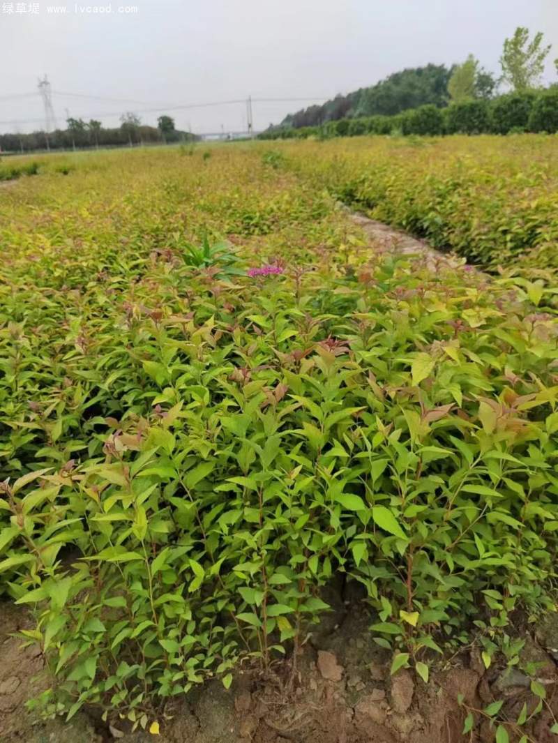繡線菊 繡線菊