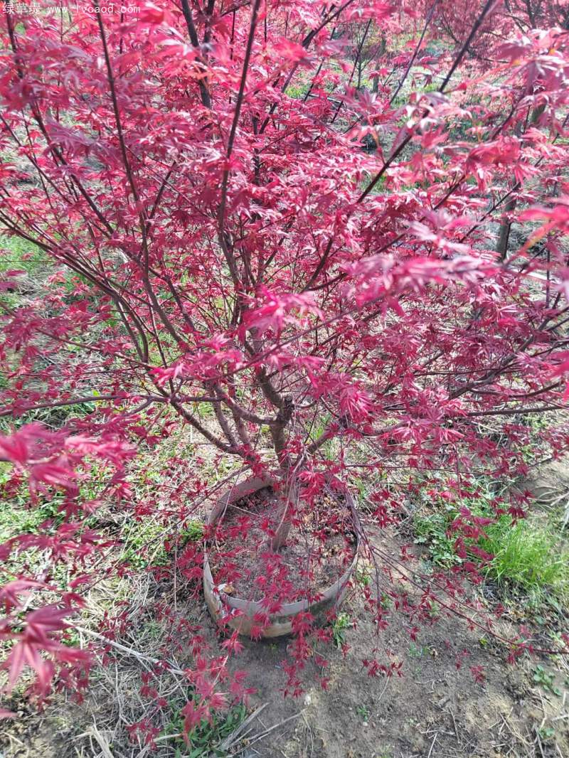紅楓盆景