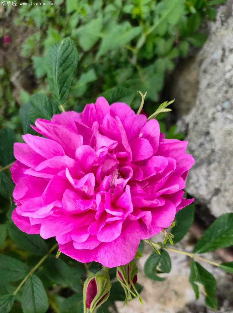 正宗玫瑰花 正宗玫瑰花