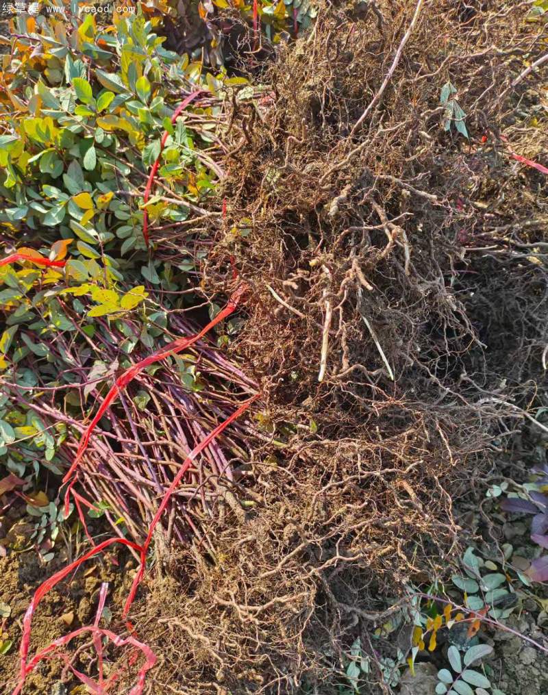 正宗玫瑰花 正宗玫瑰花