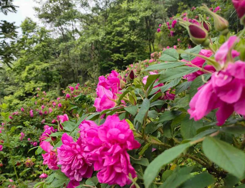 正宗玫瑰花 正宗玫瑰花