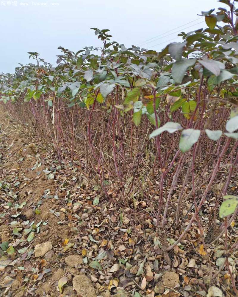 正宗玫瑰花 正宗玫瑰花