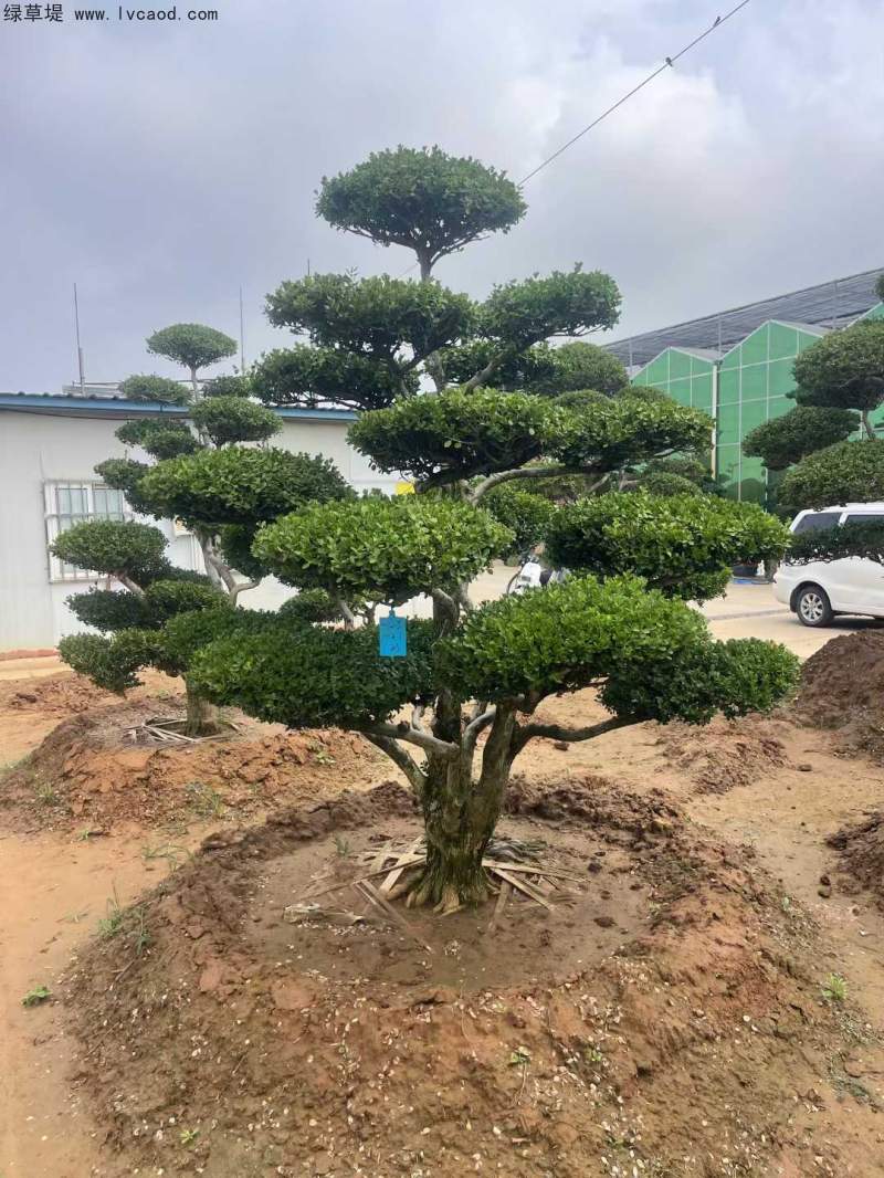 造型黃楊盆景