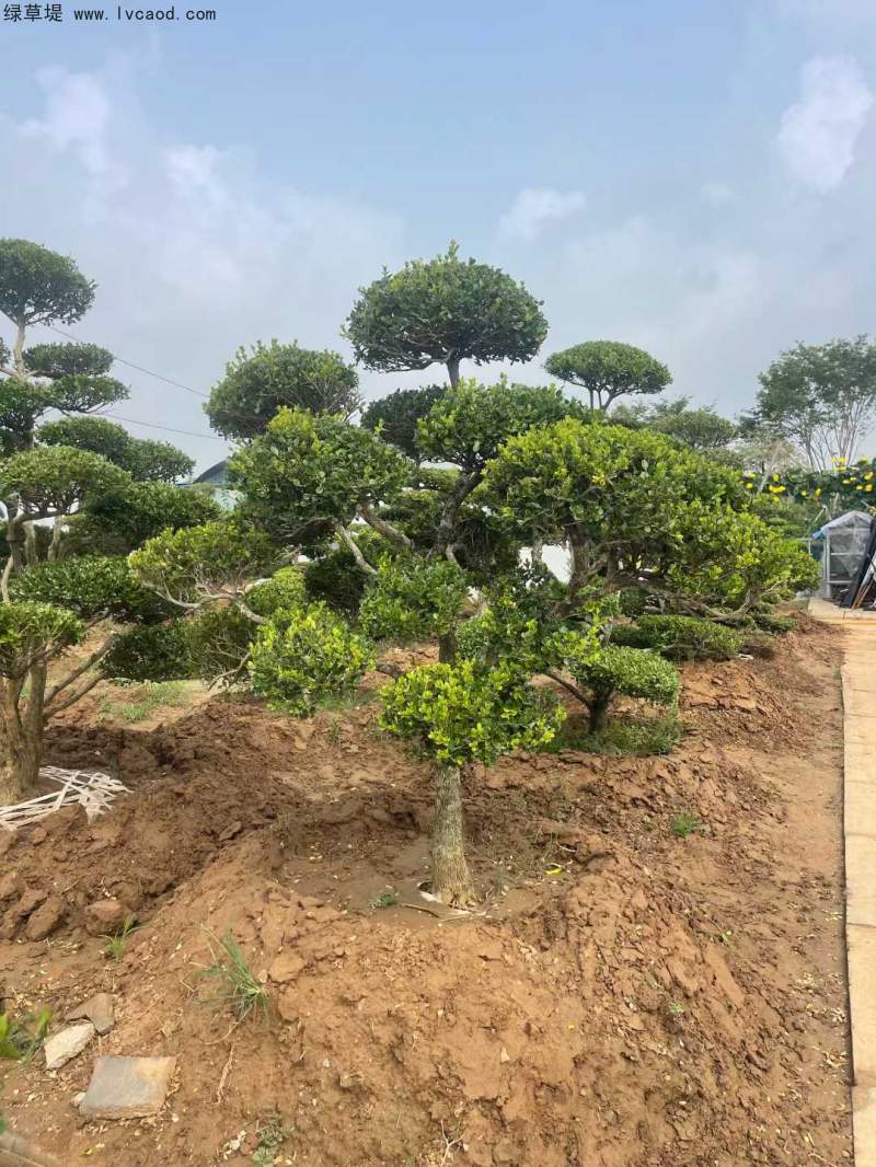 造型黃楊盆景