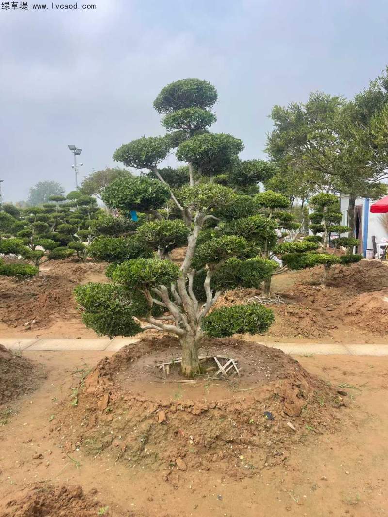 造型黃楊盆景