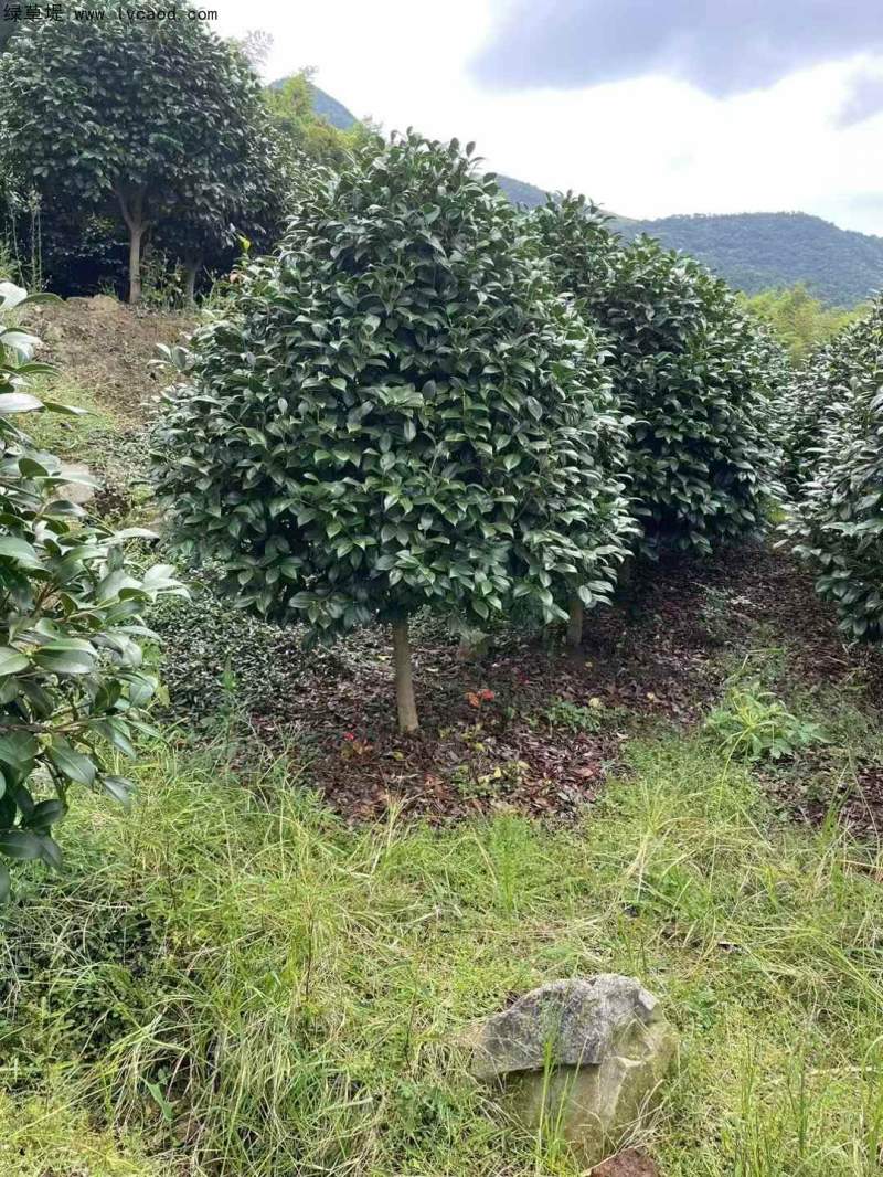 茶花