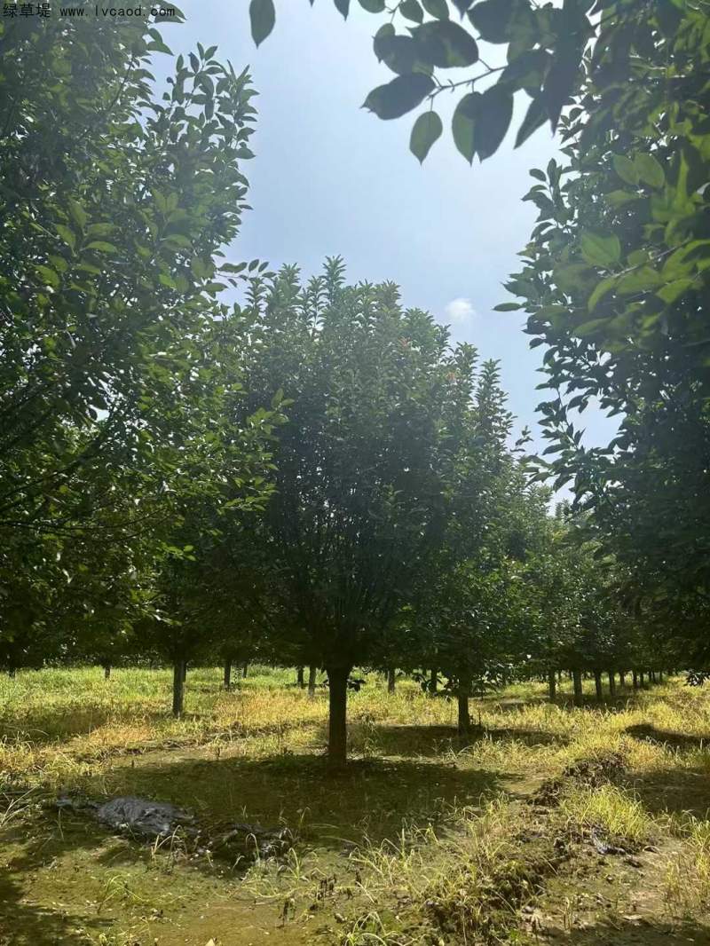 北美海棠 北美海棠