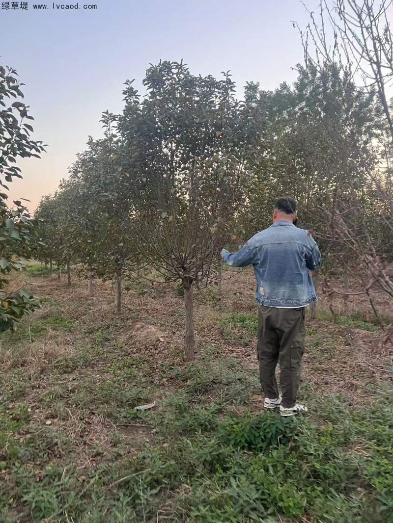 北美海棠 北美海棠