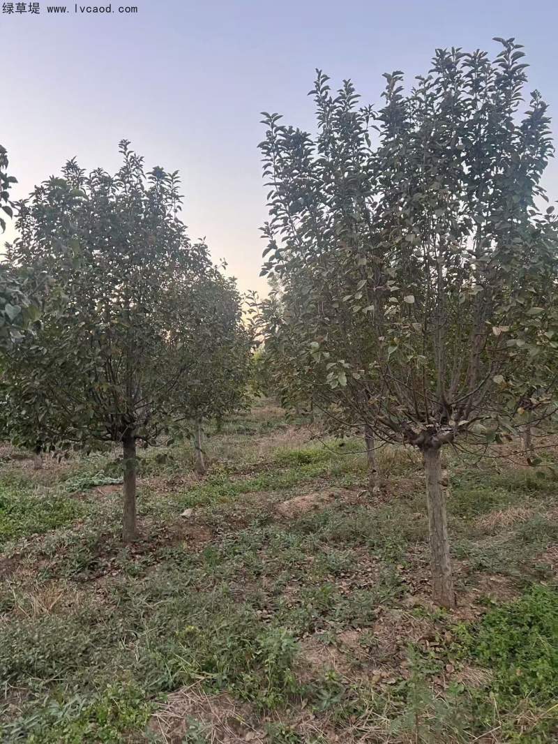 北美海棠 北美海棠