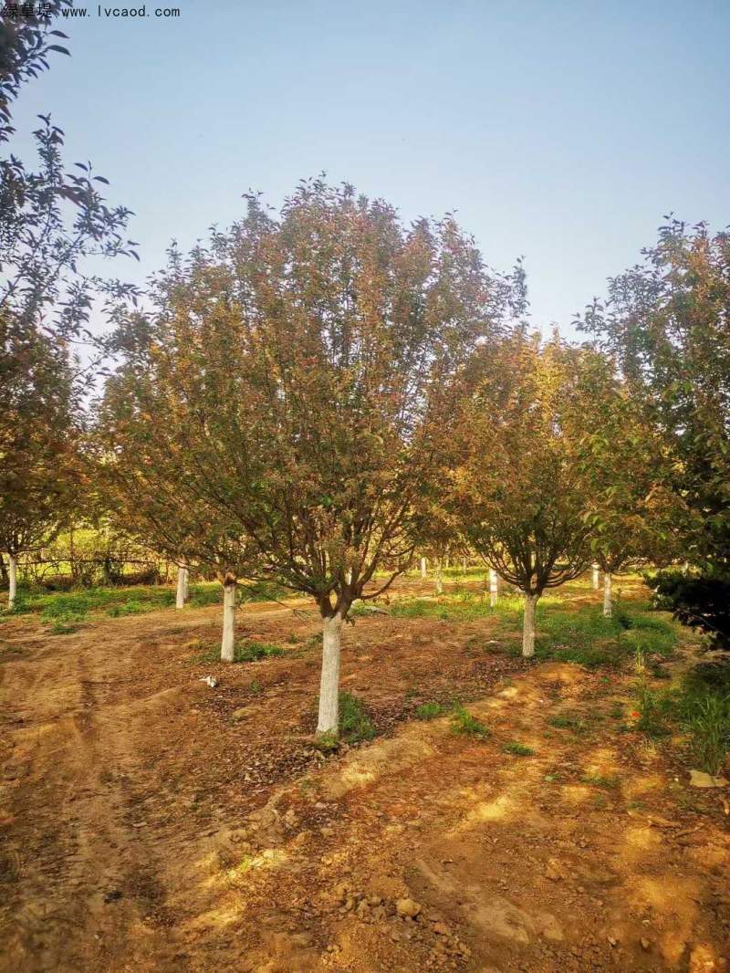 北美海棠 北美海棠