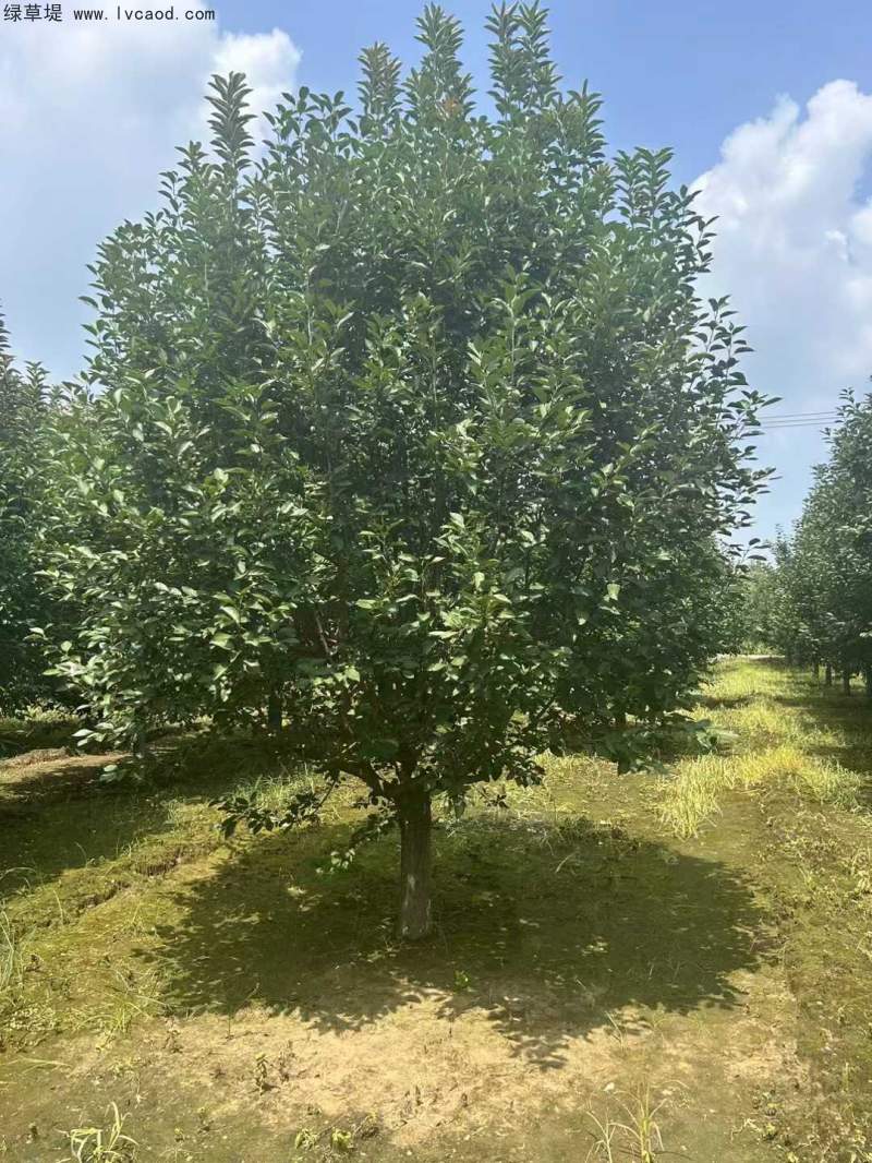 北美海棠 北美海棠