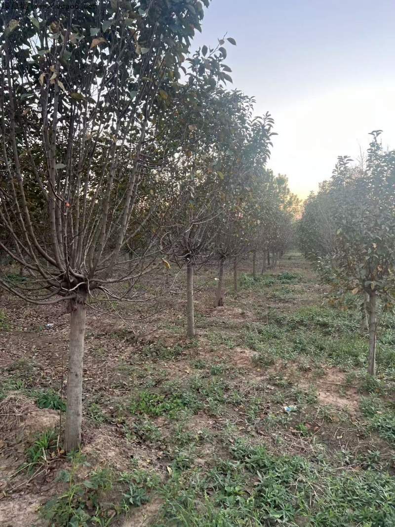 北美海棠 北美海棠