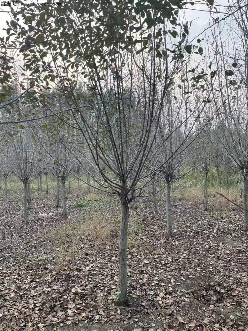 北美海棠 北美海棠