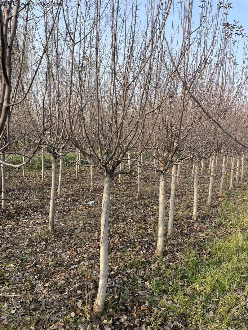 北美海棠 北美海棠