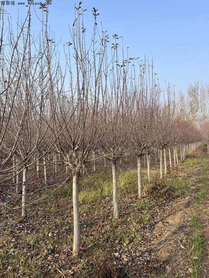 北美海棠 北美海棠