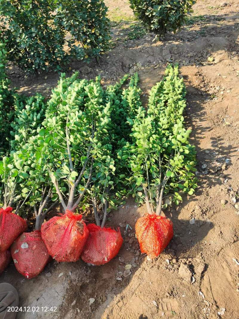 叢生北海道黃楊