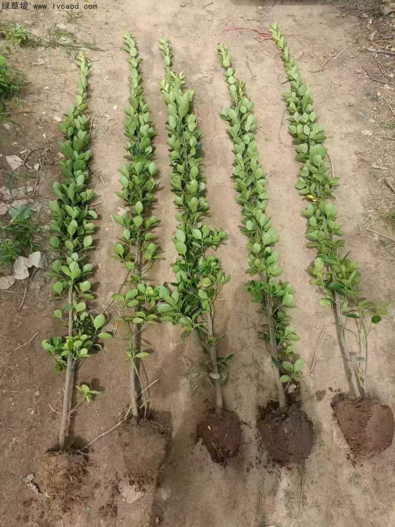 單桿北海道黃楊