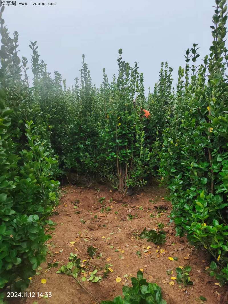 北海道黃楊種植苗圃基地