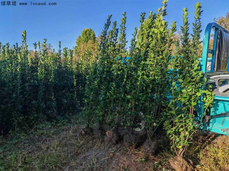 叢生北海道黃楊