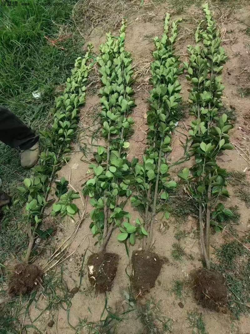 多頭多桿北海道黃楊