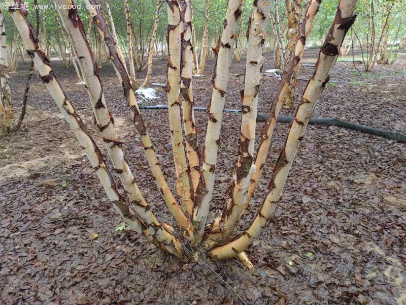 白樺樹(shù)叢生落葉大喬木 白樺樹(shù)叢生落葉大喬木