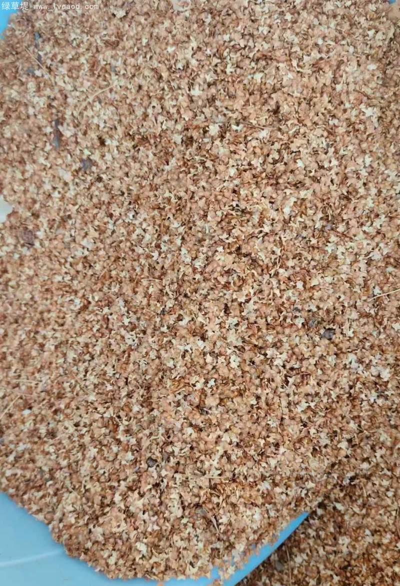 白樺種子 白樺種子