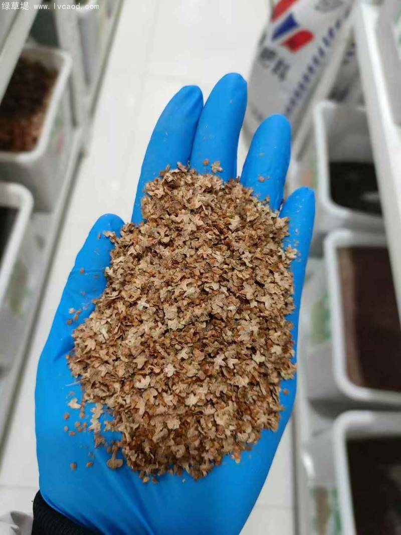 白樺種子 白樺種子