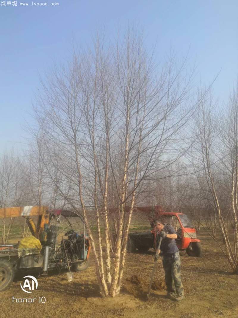 白樺樹(shù)叢生落葉大喬木 白樺樹(shù)叢生落葉大喬木