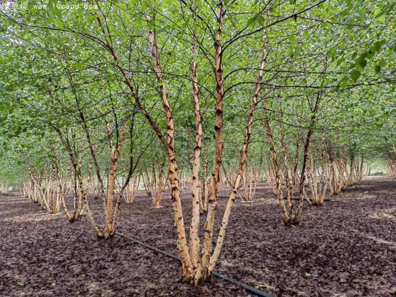 白樺樹(shù)叢生落葉大喬木 白樺樹(shù)叢生落葉大喬木
