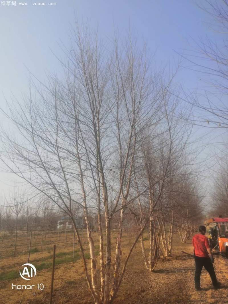 白樺樹(shù)叢生落葉大喬木 白樺樹(shù)叢生落葉大喬木