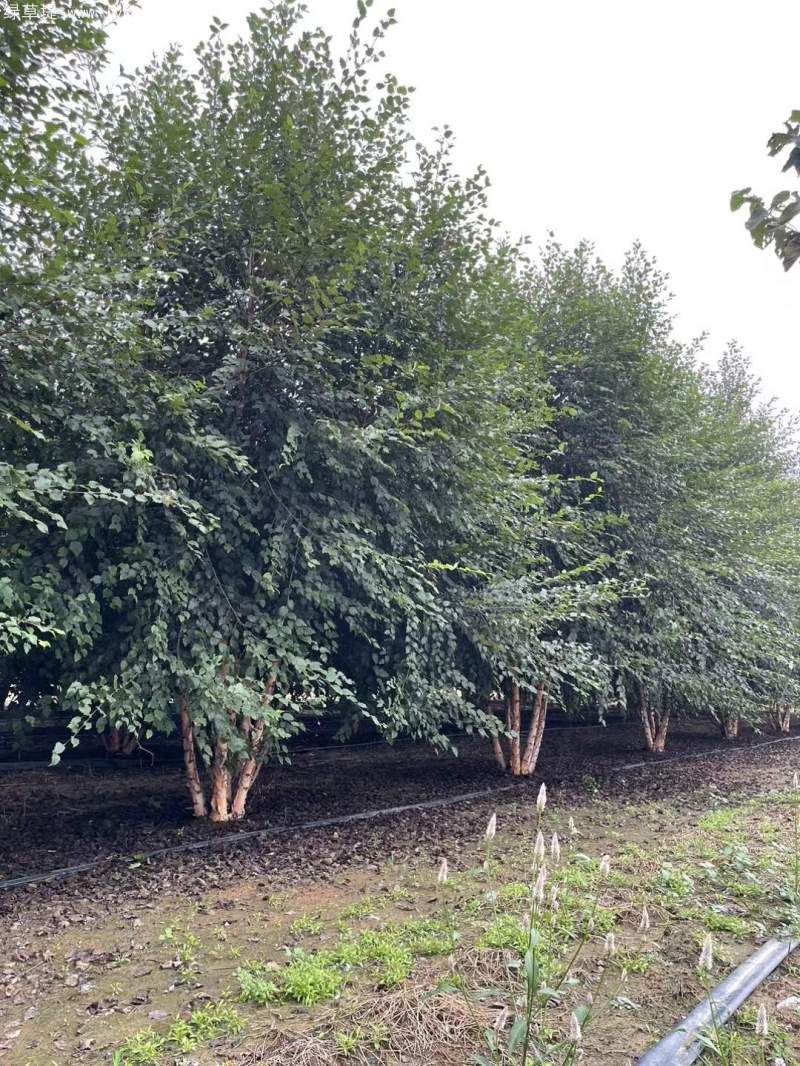 白樺樹(shù)叢生落葉大喬木 白樺樹(shù)叢生落葉大喬木