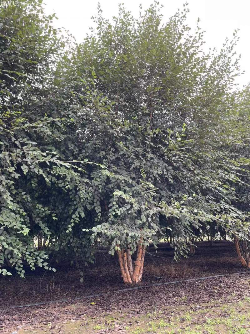 白樺樹(shù)叢生落葉大喬木 白樺樹(shù)叢生落葉大喬木