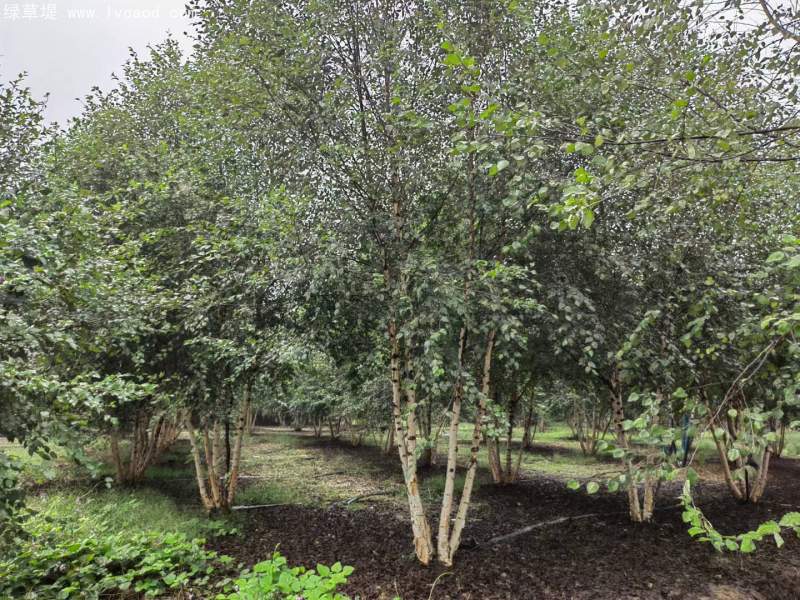 白樺樹(shù)叢生落葉大喬木 白樺樹(shù)叢生落葉大喬木