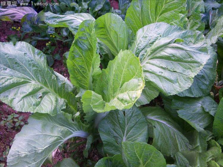 白芥芥子植株的葉子 白芥芥子植株的葉子