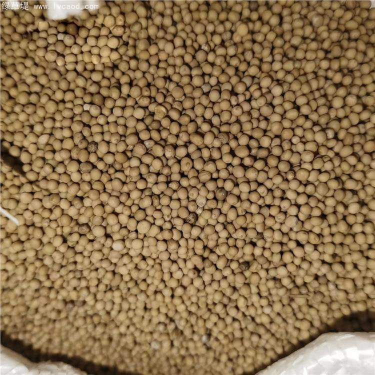 白芥種子芥子 白芥種子芥子