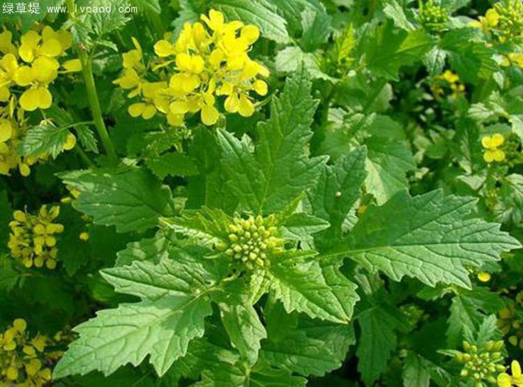 白芥芥子植株的葉子 白芥芥子植株的葉子