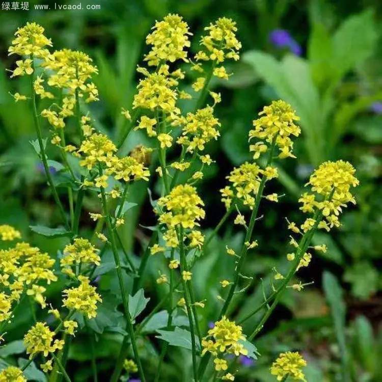 白芥芥子植株的花朵 白芥芥子植株的花朵