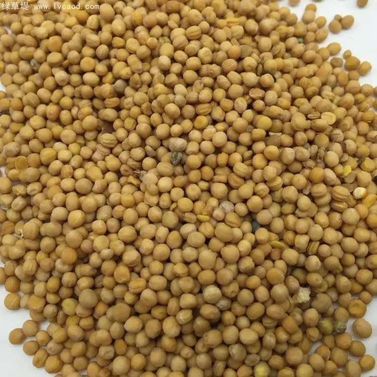 白芥種子芥子 白芥種子芥子