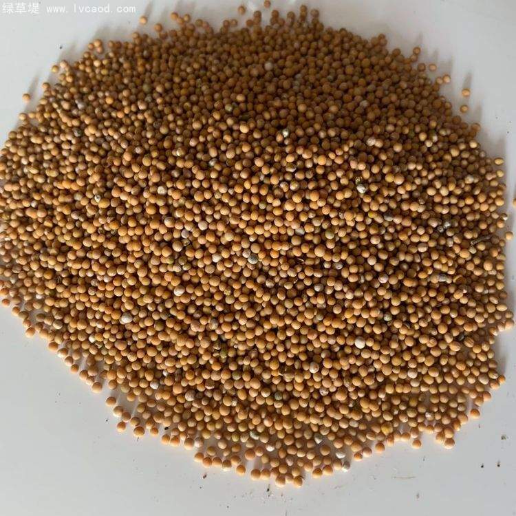 白芥種子芥子 白芥種子芥子