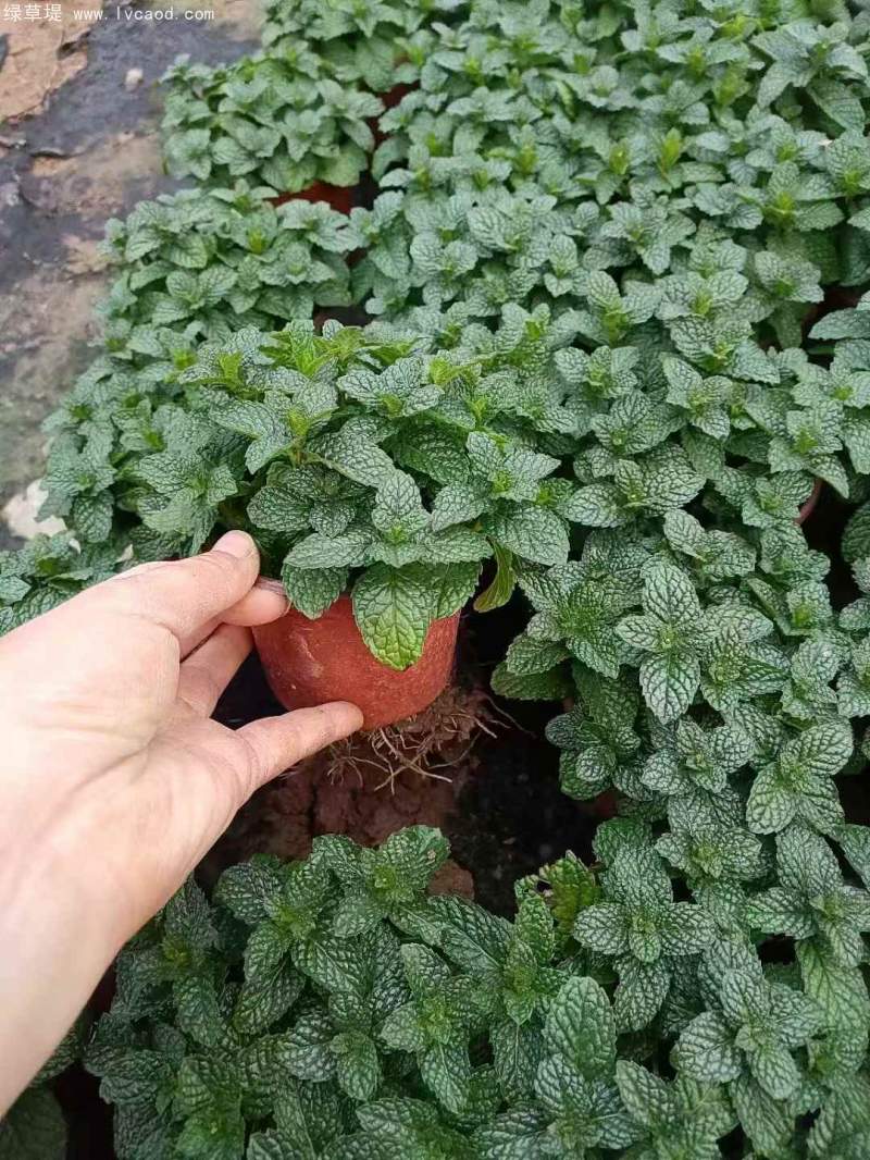 薄荷盆栽