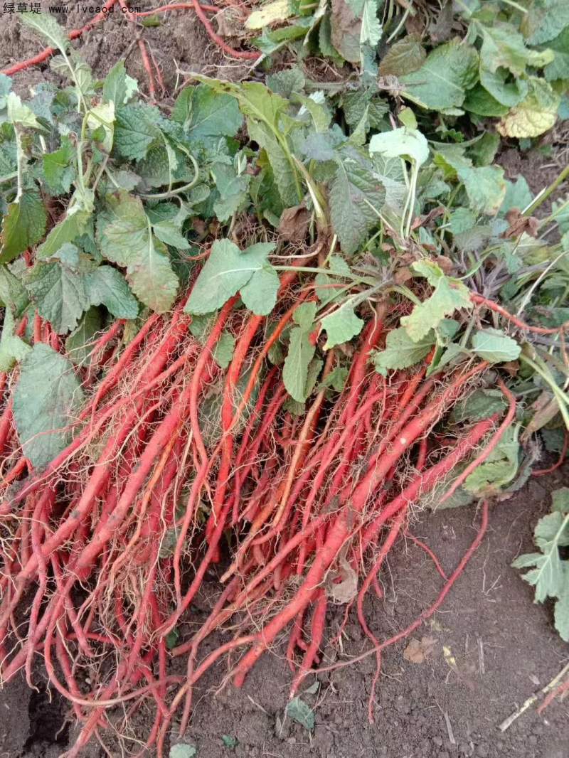 丹參采收現(xiàn)場 丹參采收現(xiàn)場