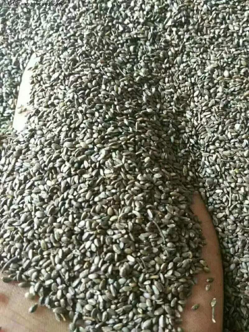 丹參種子 丹參種子