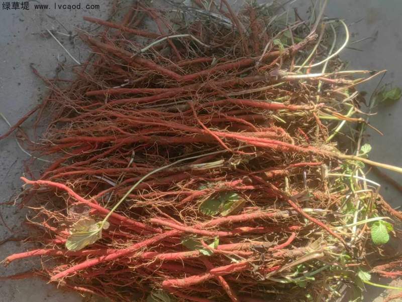 丹參采收現(xiàn)場 丹參采收現(xiàn)場