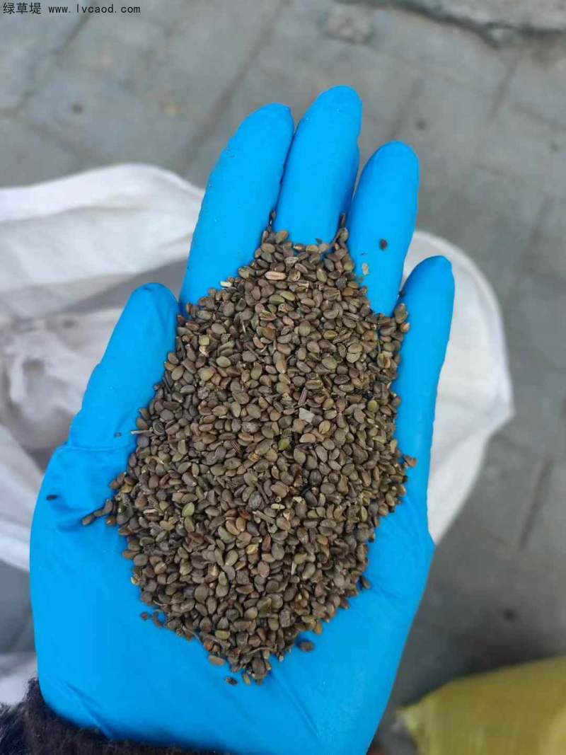 丹參種子 丹參種子