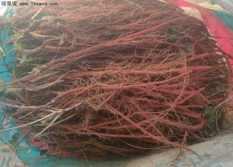 丹參采收現(xiàn)場 丹參采收現(xiàn)場