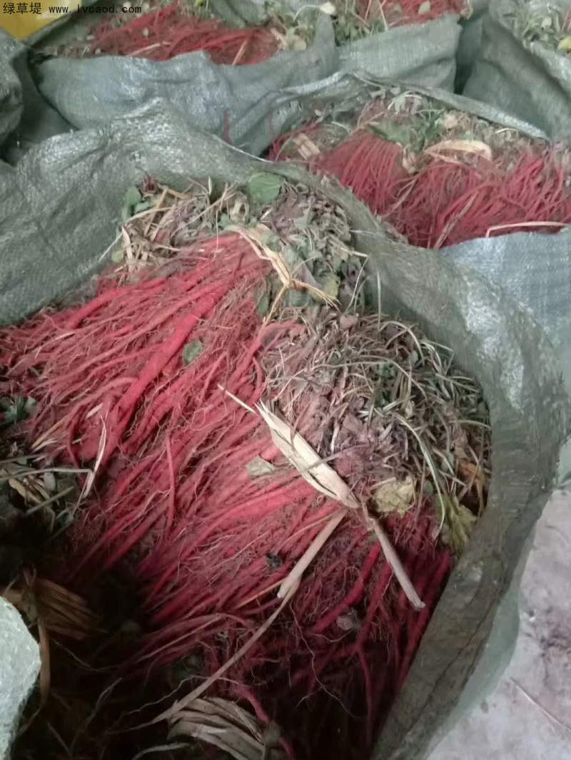 丹參采收現(xiàn)場 丹參采收現(xiàn)場