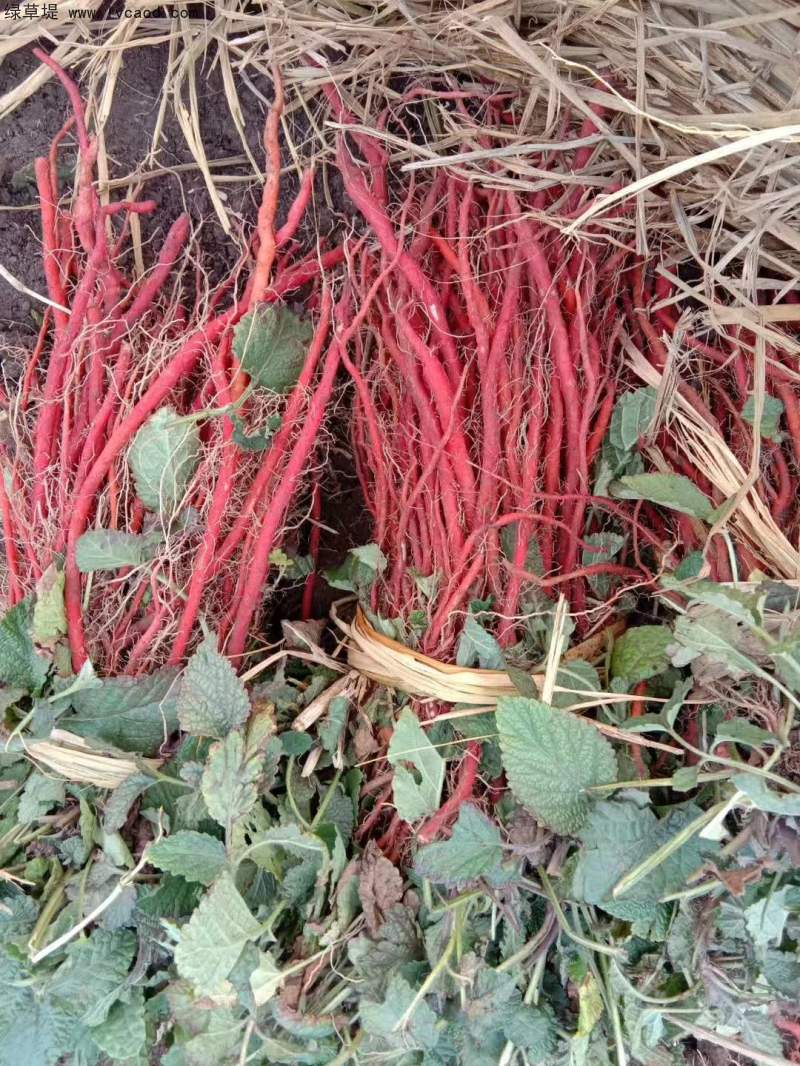 丹參采收現(xiàn)場 丹參采收現(xiàn)場